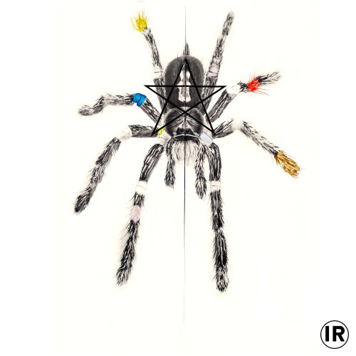 Hexerei,2018,ion rudolf,graphite and pastel on paper,430χ310cm